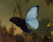 Blue Morpho Butterfly - 马丁·约翰逊·赫德